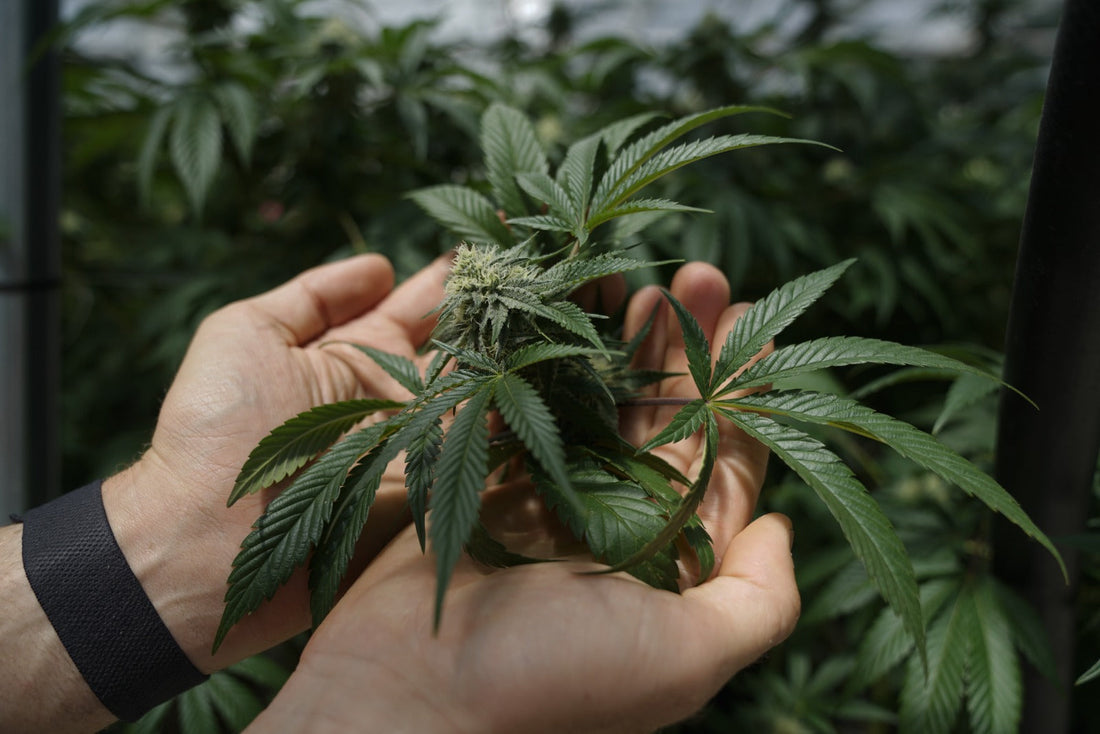 Are Clean Green Products Federally Legal?