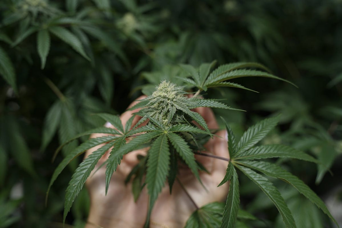 What Is Federally Legal THC?