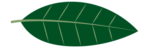 Leaf Image