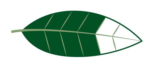 Leaf Image