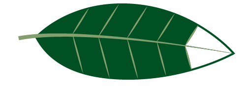 Leaf Image